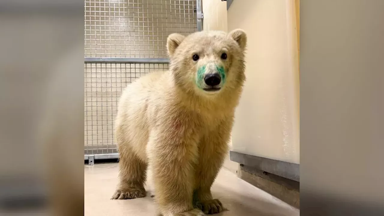From Polar Bears to Trade Wars: A Study in Systemic Fragility