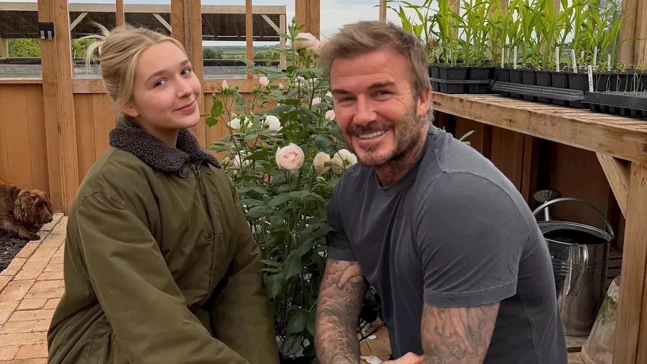 Beckham’s Botanical Brand: The Strategy Behind the ‘Sir David Beckham Rose’