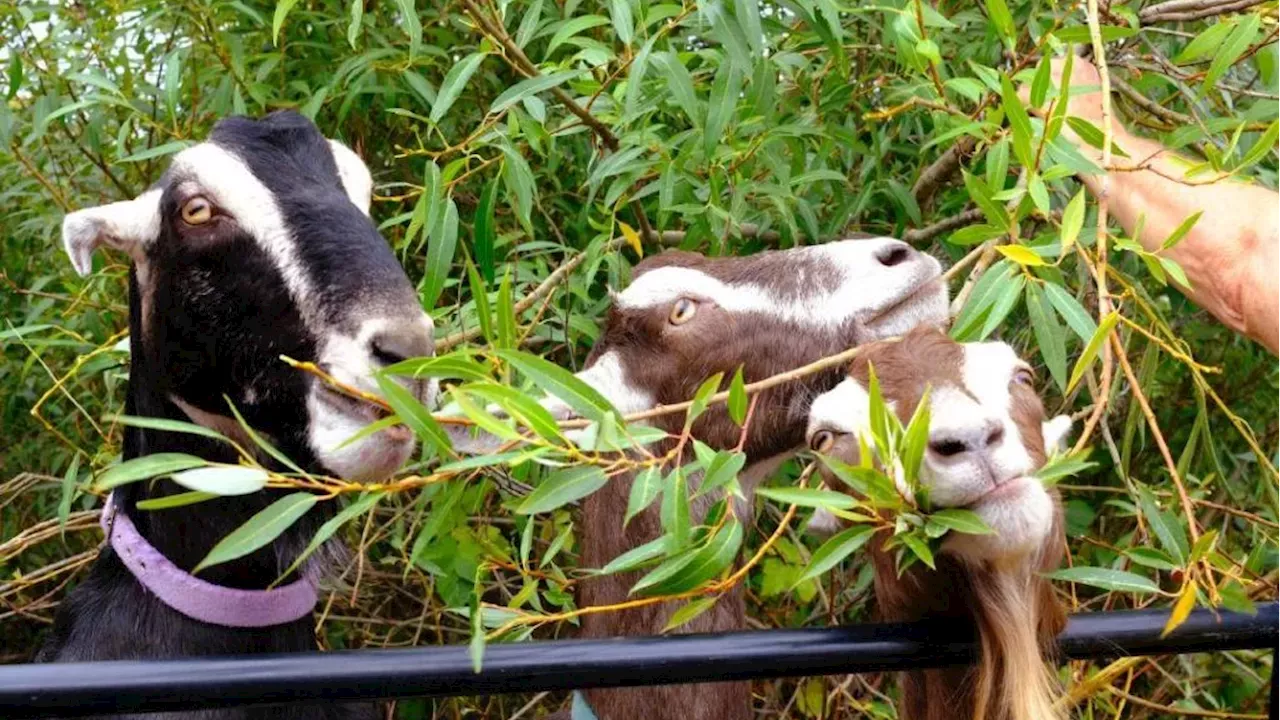 Goats vs. Blackberry: Langford’s Biological Defense Against Wildfires