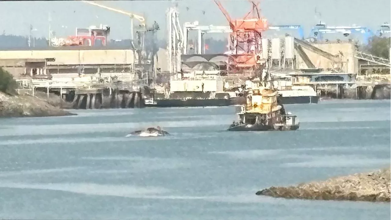 70-Foot Whale Carcass Found on Evergreen Ship Sparks Investigation