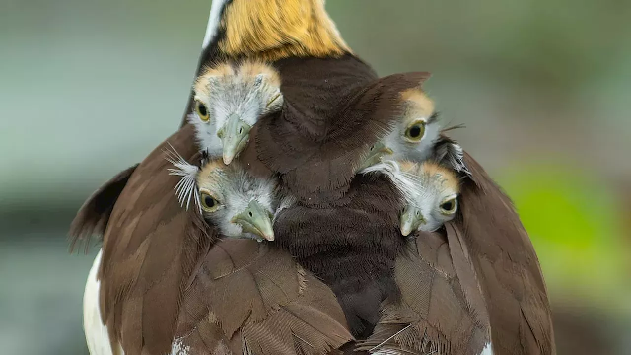 Beyond the 'Jesus Bird' Label: The Complex Social World of the Pheasant-tailed Jacana