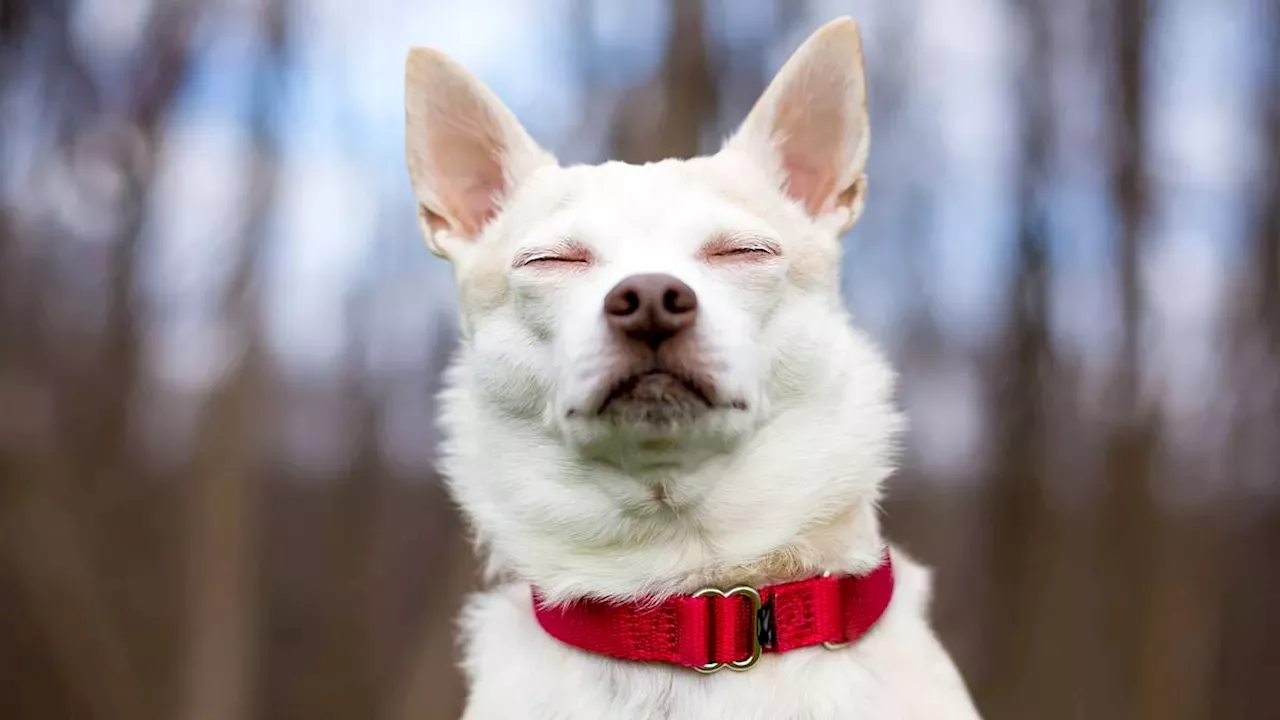 The Secret Language of Lashes: How Dogs Use Blinking to Bond