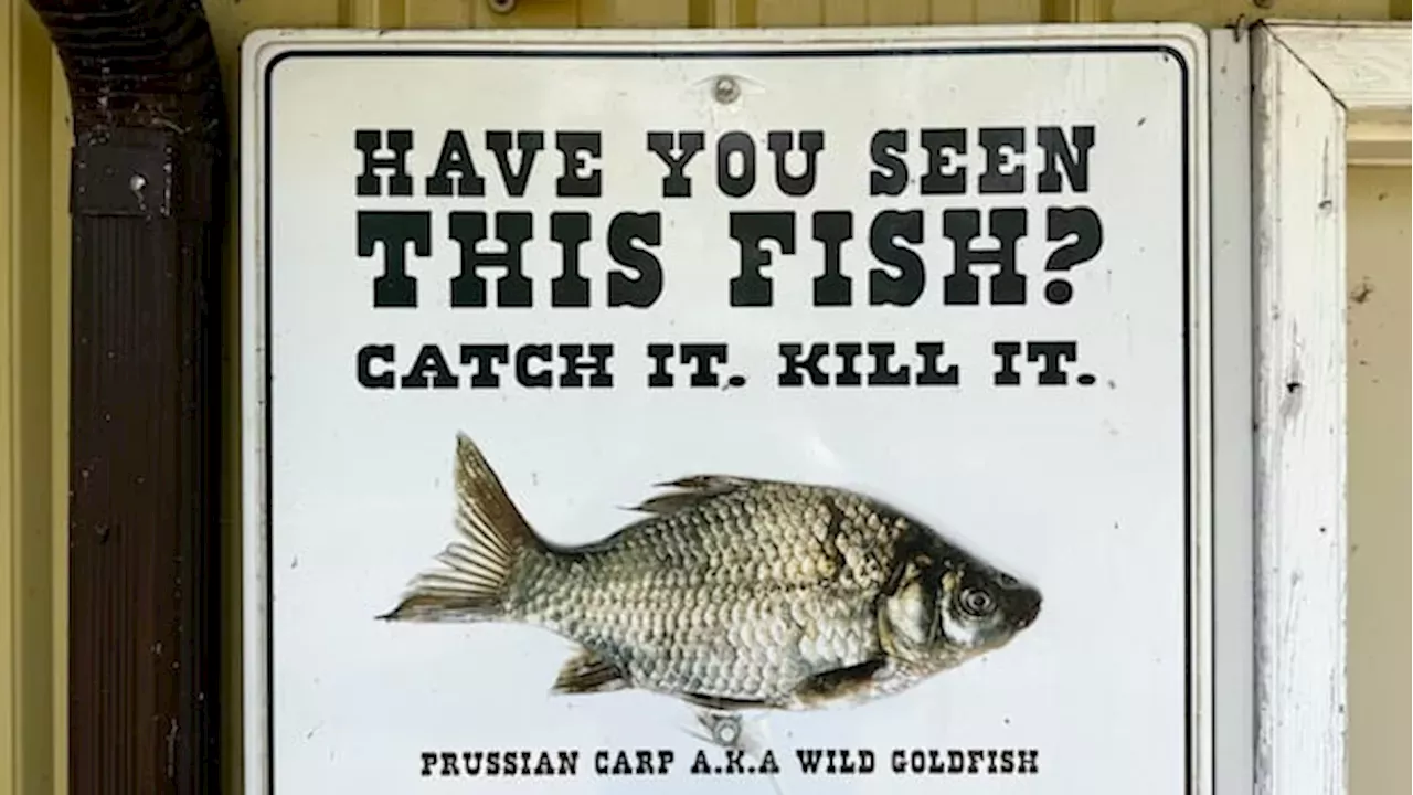 The Carp Crisis at Blood Indian Creek: A Warning for Alberta's Waterways