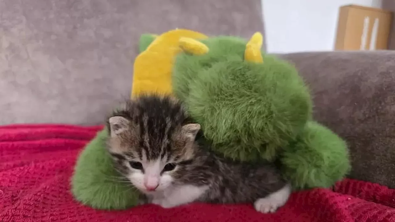 Why 11 orphaned kittens at Birmingham's Newbrook Farm need your old teddies