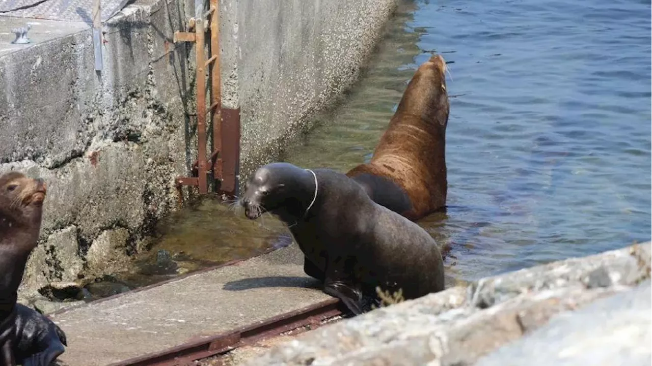 Plastic Packing Bands: The Preventable Threat Facing Vancouver's Sea Lions