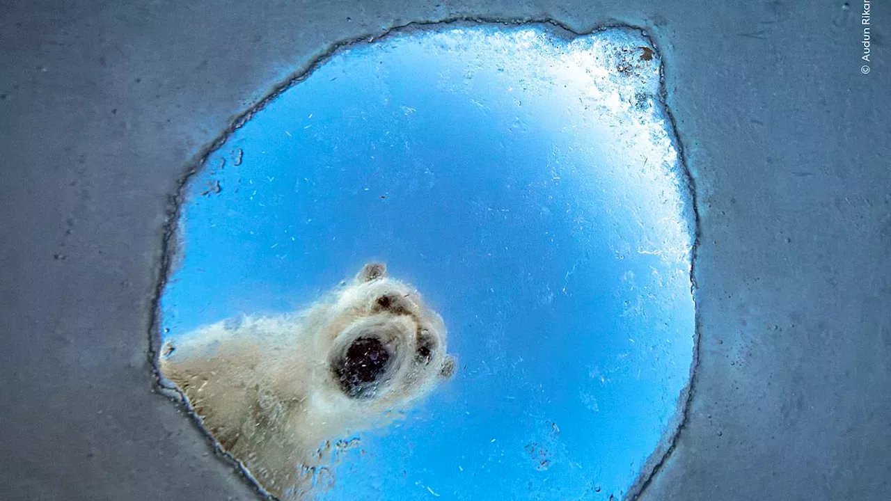 Nature's Record-Breaking Lens: Inside the 62nd Wildlife Photographer of the Year