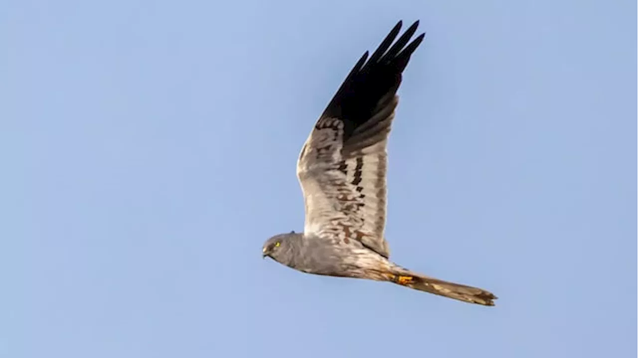 A Single Bird's Legacy: The Fight to Save the UK's Montagu's Harrier