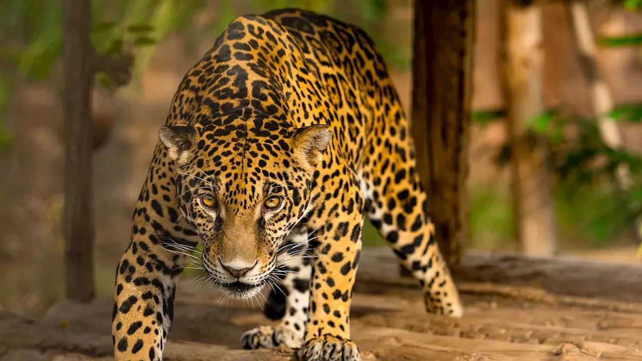 The Ambani Family’s Vantara: A Billion-Dollar Bet on Global Wildlife Science