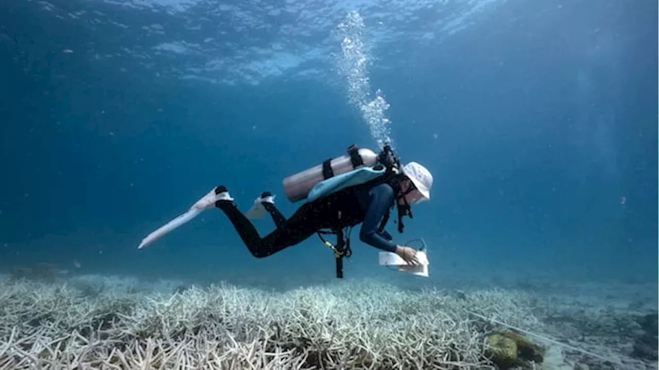 The Shrinking Window: Why Global Coral Cover Has Dropped to 25%
