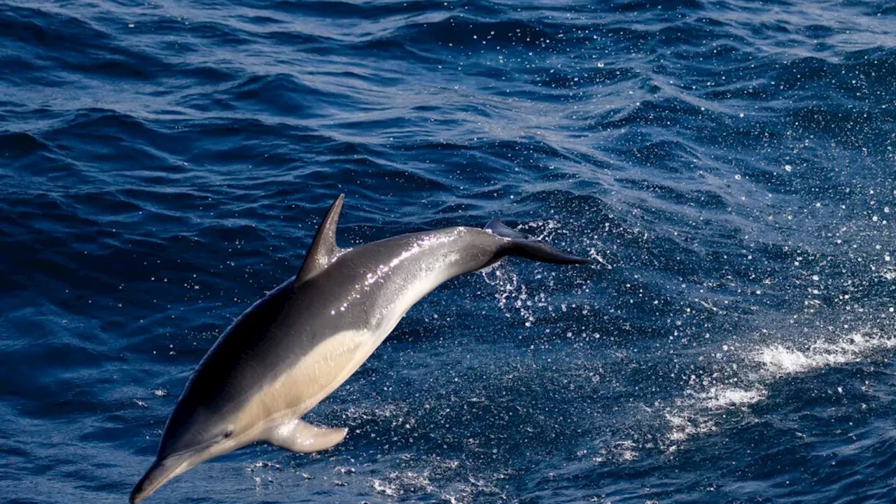 Avian Flu Hits Australian Marine Life: The Goolwa Dolphin Warning