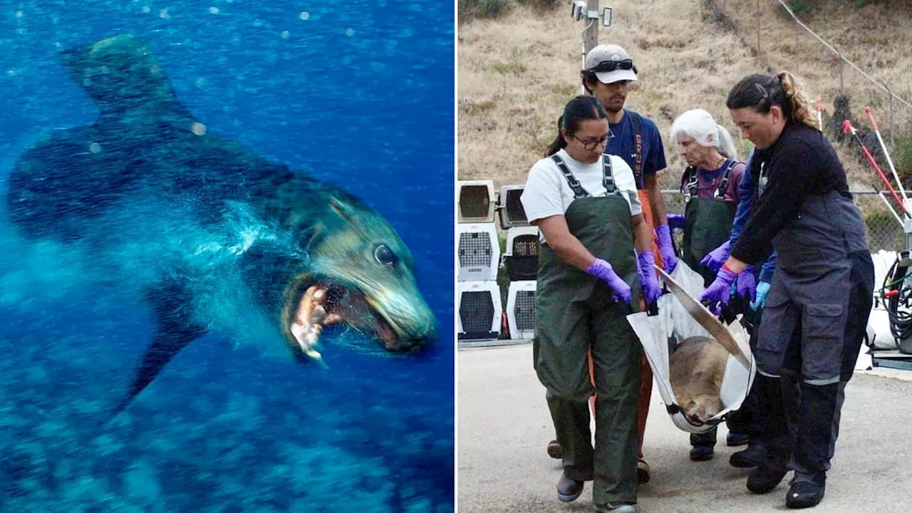 California’s Toxic Tide: The Sea Lion Crisis Along the Monterey Peninsula
