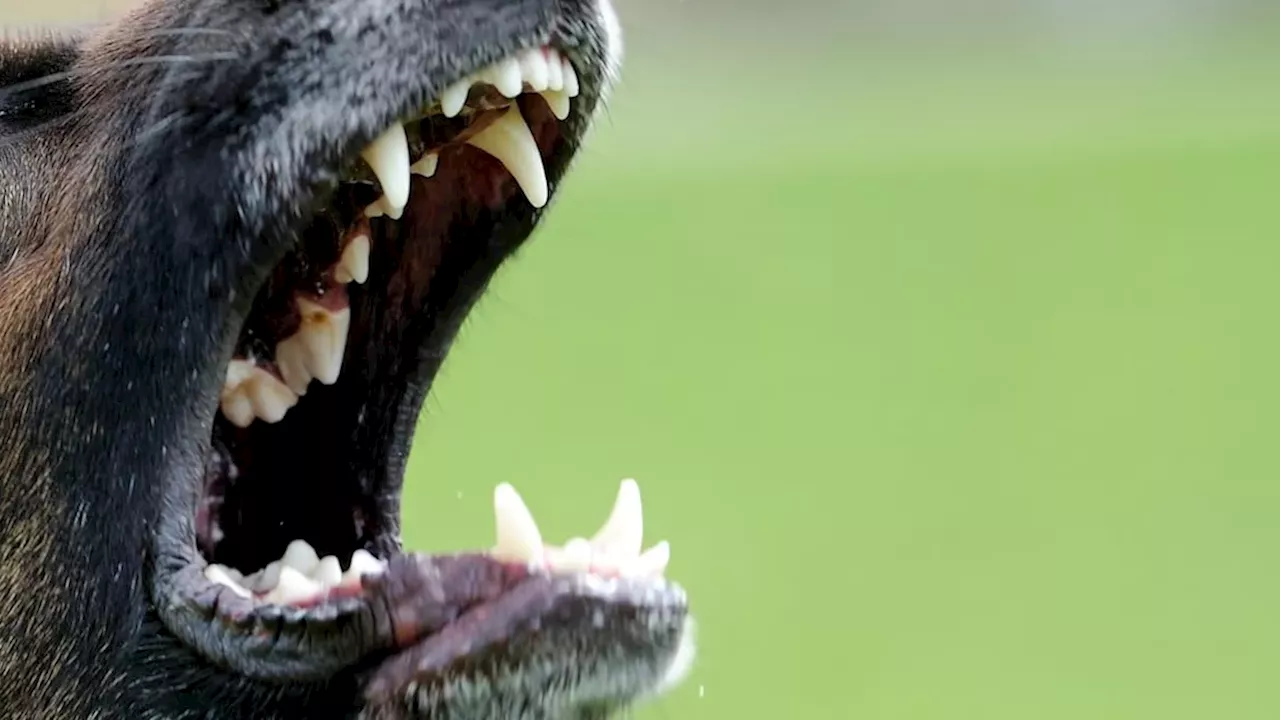The $1,139 Coquitlam Dog Bite Ruling: A Lesson in Leash Laws and Liability