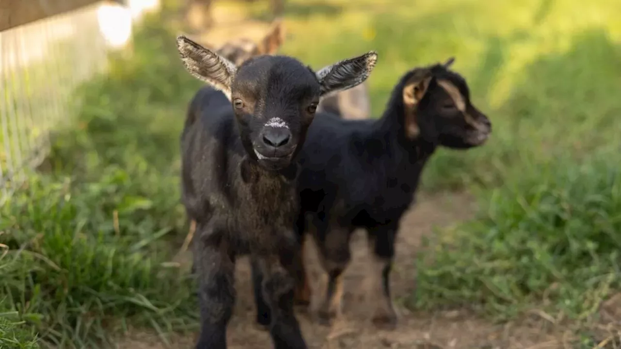 Rabies Alert in North Carolina: Mobile Petting Zoo Goats Spark Public Health Warning
