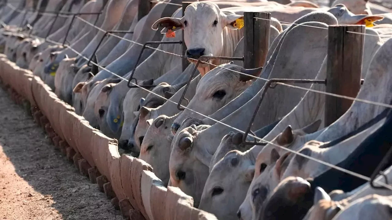 Brazil Threatens Trade Retaliation After EU Suspends Animal Product Imports