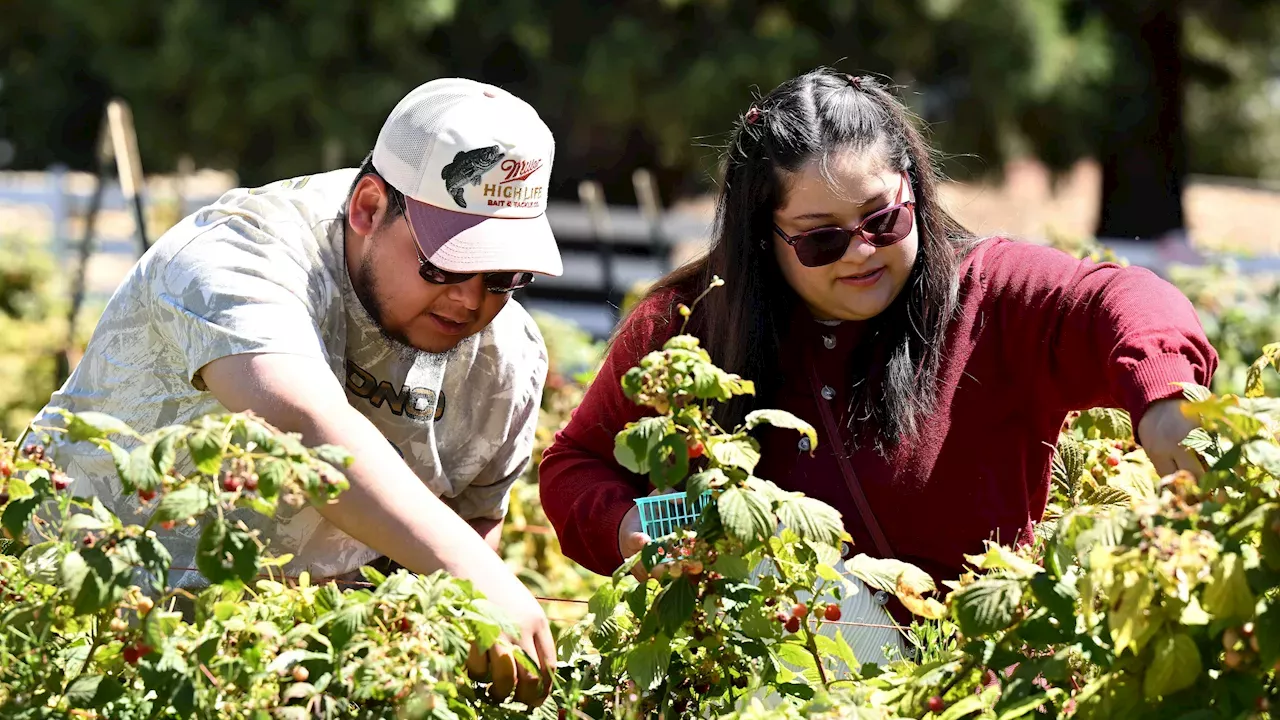 Beyond the Apple: Oak Glen's High-Altitude Battle Against Heat and Habitat Shift