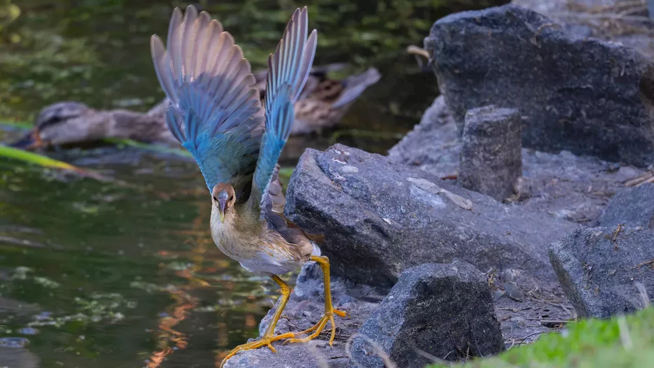 Tropical Vagrant in Irvine: The Rare Purple Gallinule Stirring Orange County