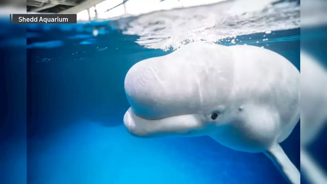 Rescue Mission Tragedy: Three Beluga Whales Die at Chicago's Shedd Aquarium