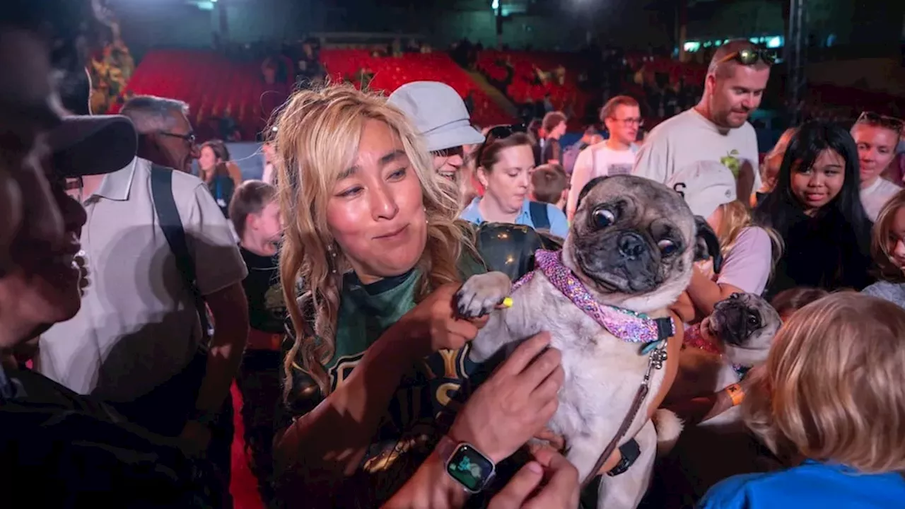 Pugs, Pedals, and Peril: The Contrasting Rhythms of Canadian Life