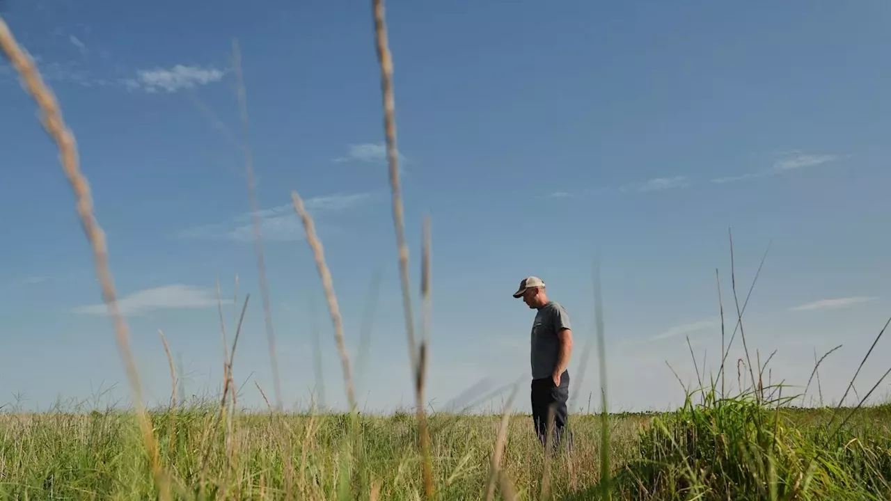 Beyond the Annual Cycle: Can Perennial Grains Save Kansas Farms?