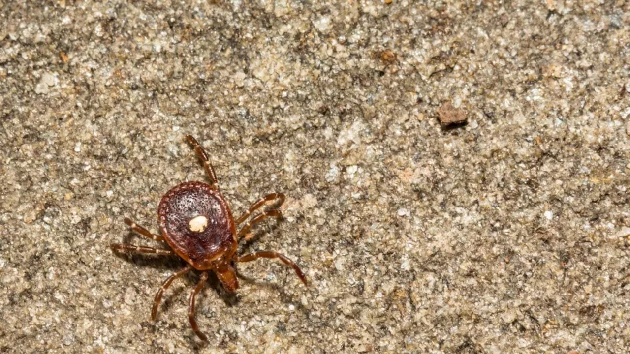 The Northward March of the Lone Star Tick: A New Diagnostic Nightmare in New York