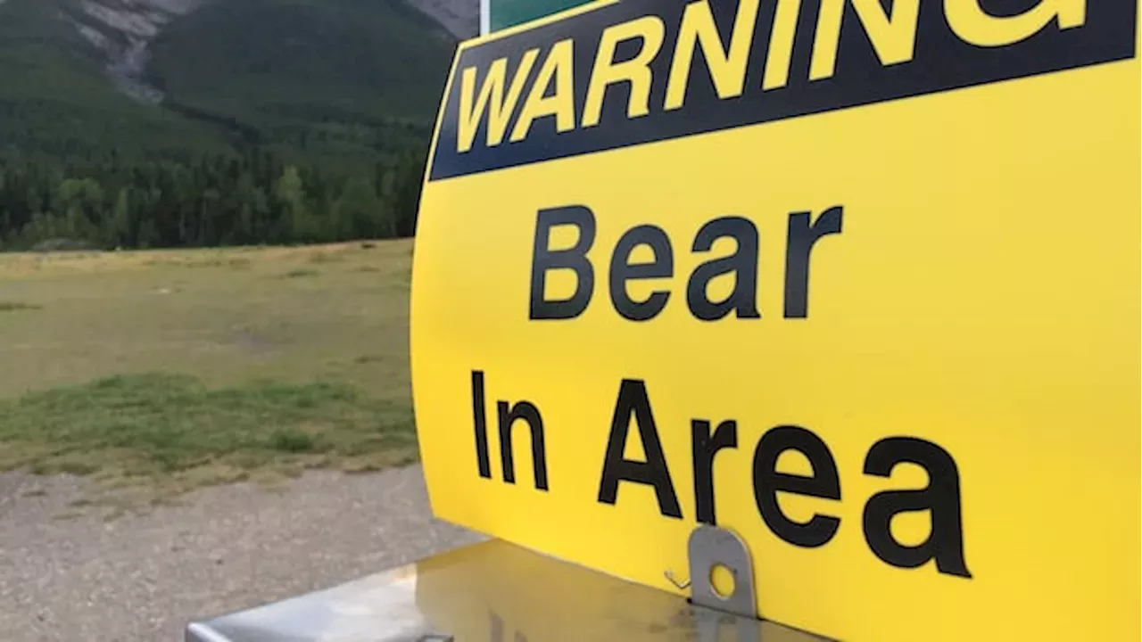 Whistler Backcountry Attack: Black Bear Killed Near Conflict Lake