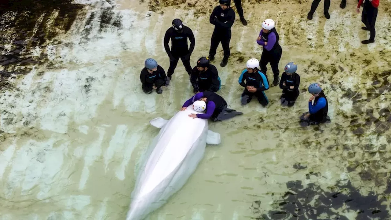 Tofino’s Departure Marks the End of Captive Belugas in Canada