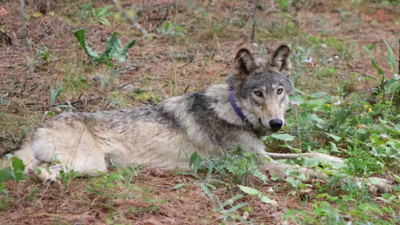 Beyond the Interstate: The Westward Expansion of California’s Gray Wolves