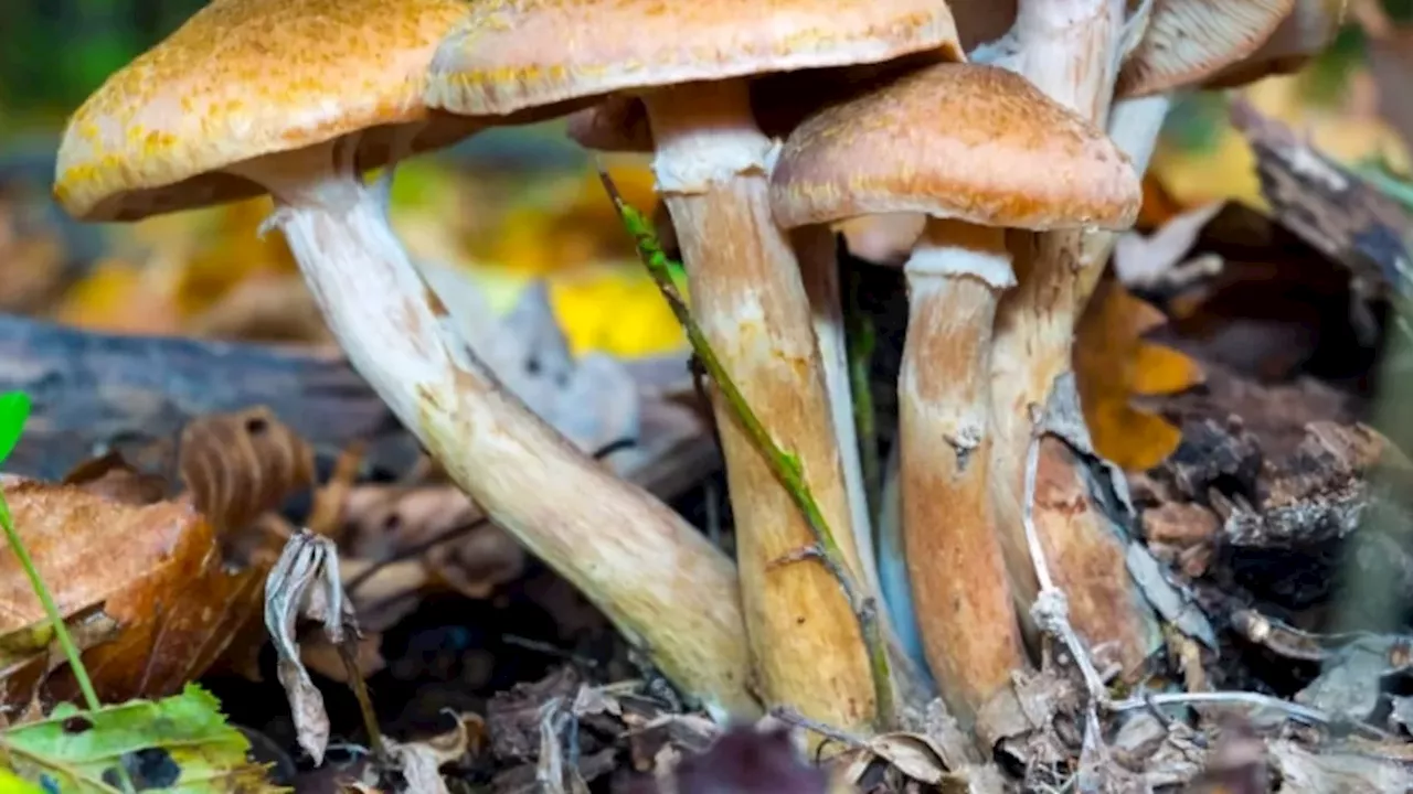 The Deadly Gamble of the Honey Mushroom Hunt