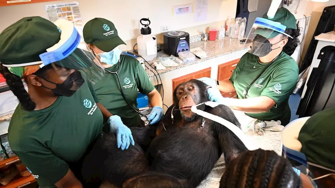 From Lab Subjects to Mangrove Forests: The Long Road Home for Liberia's Chimpanzees