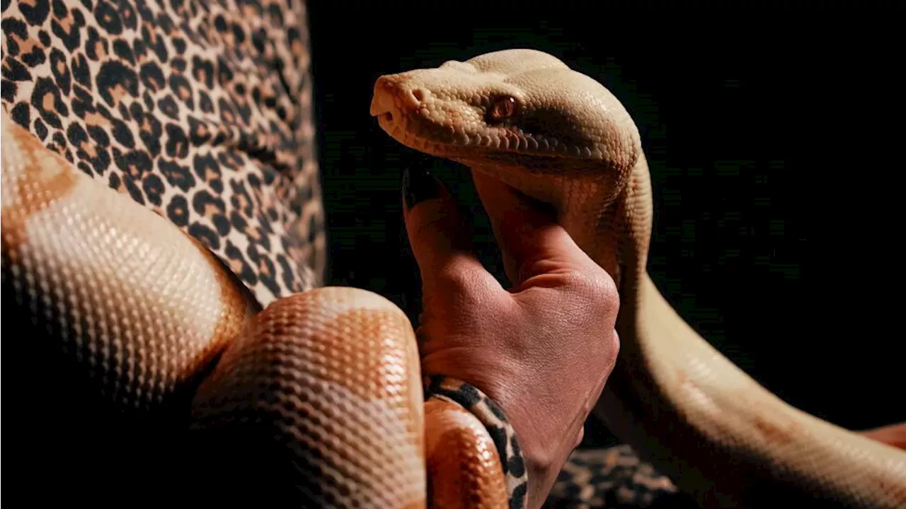 The Met's Newest Star: Boa Constrictor 'Princess' Cast in Mozart Production