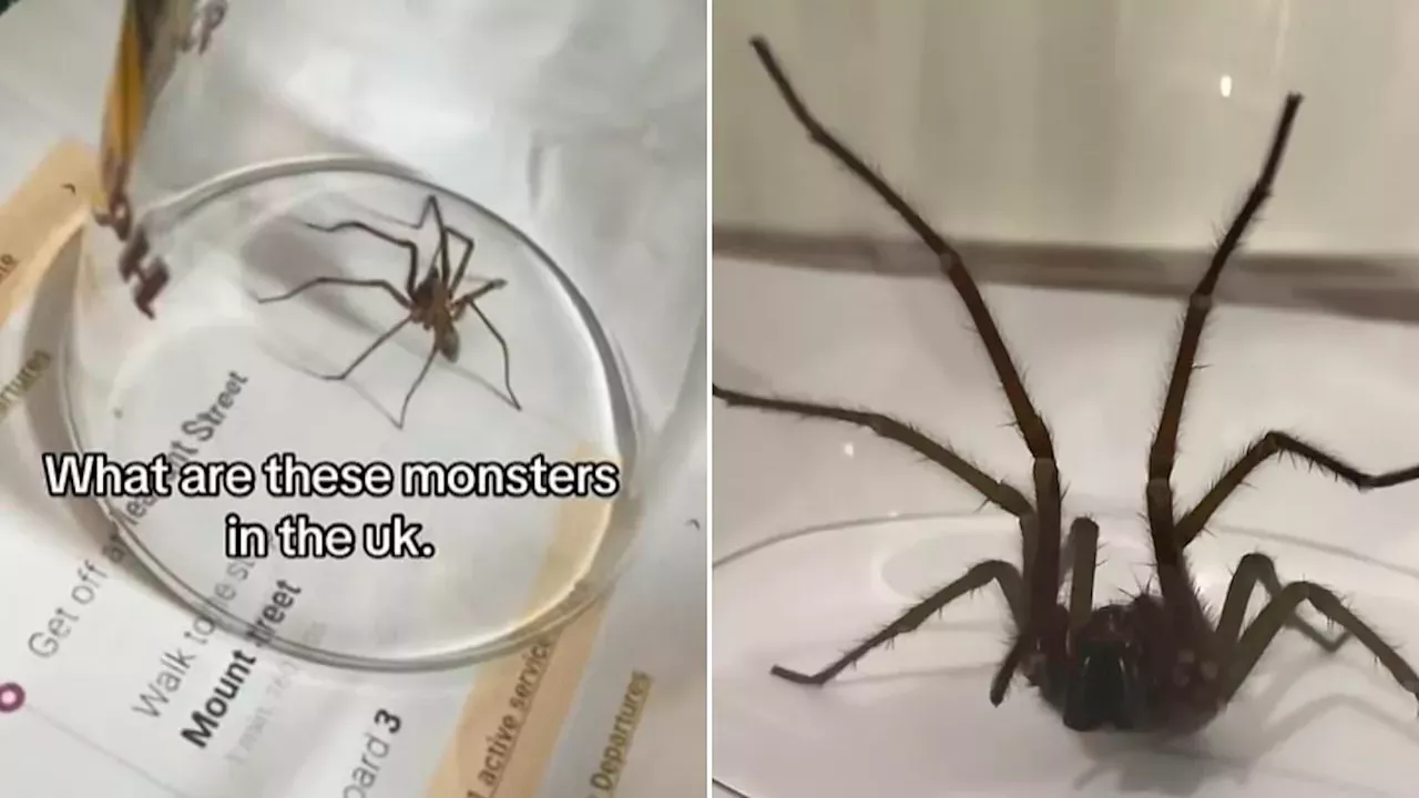The Autumn Invasion: Why UK Homes Become Spider Hubs Every September