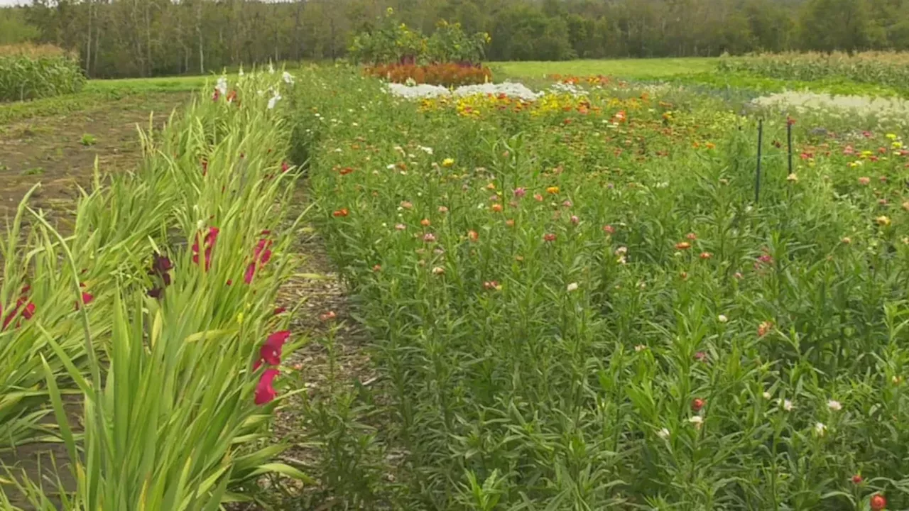 From One Plot to a Network: The Evolution of a Recovery Garden