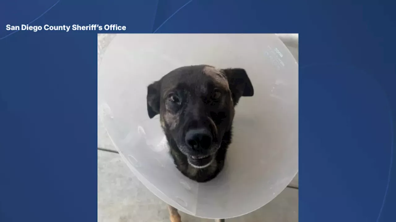 K-9 Nike Attacked: The Brutal Cost of an Escondido Burglary Arrest