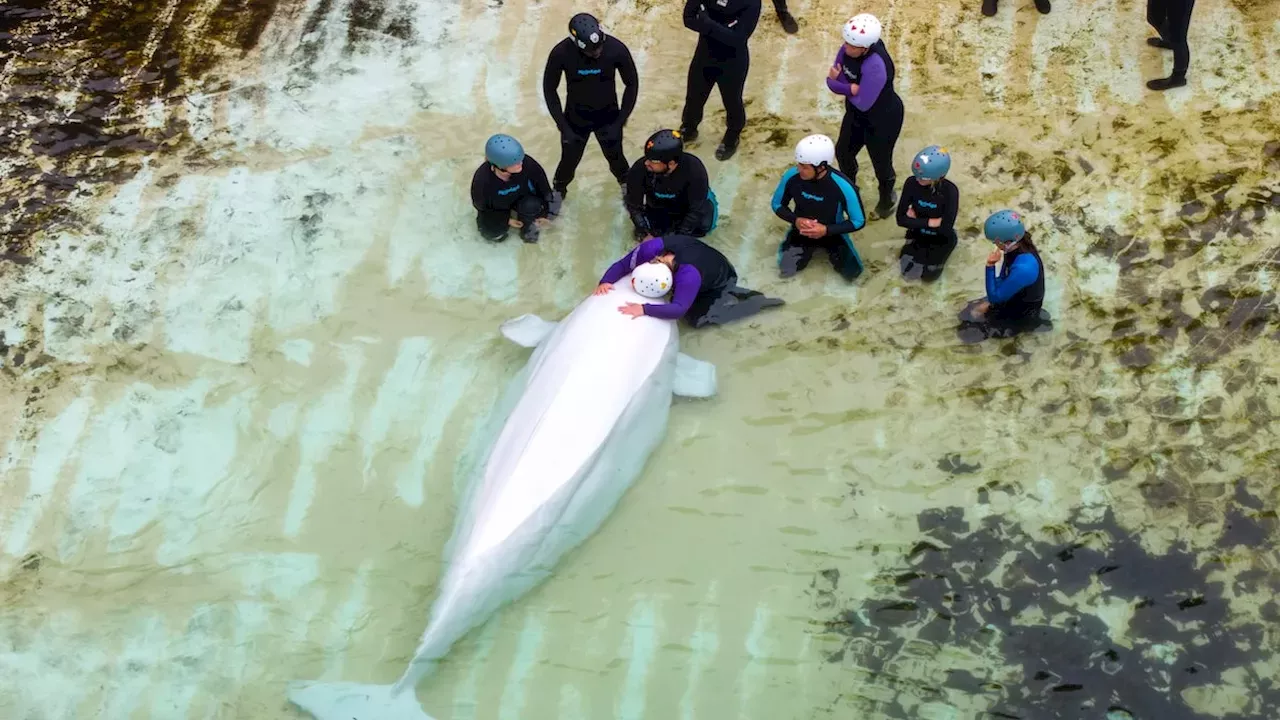 The Fragile Health of Chicago's New Marineland Belugas