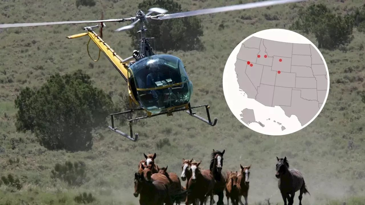 The High Cost of Helicopter Roundups: A September Showdown for America's Wild Horses