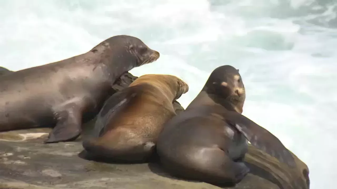 Marine Mammal Center Sees Spike in Domoic Acid Rescues, Sea Lion Dies at Crissy Field