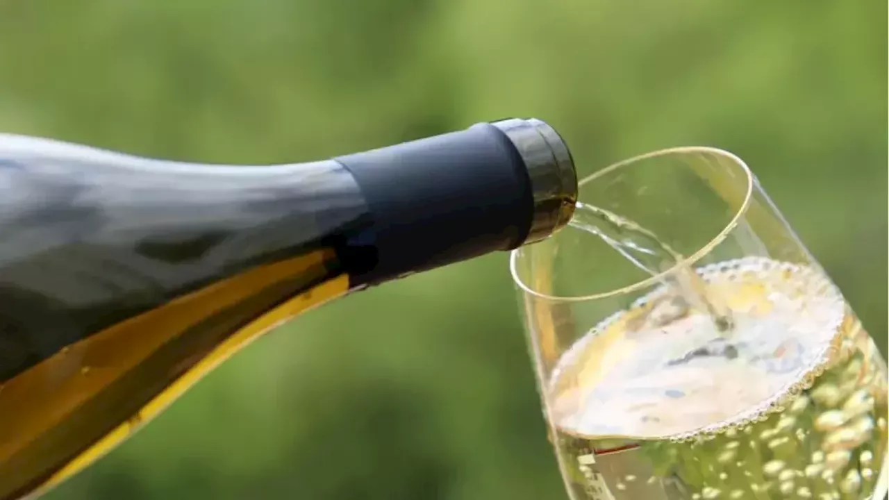 Champagne’s 48% Collapse: The Climate Crisis Threatening France’s Wine Legacy