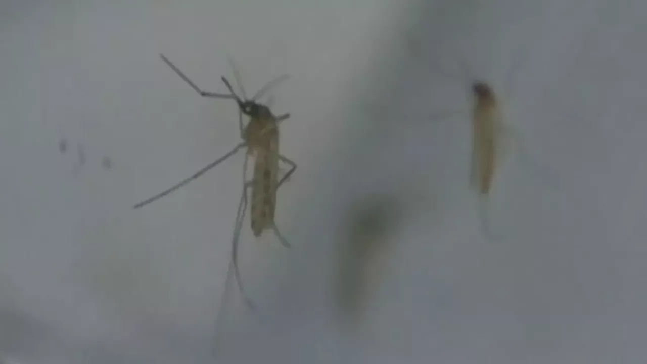 Hamilton's West Nile Risk Hits 'High' After First Human Case