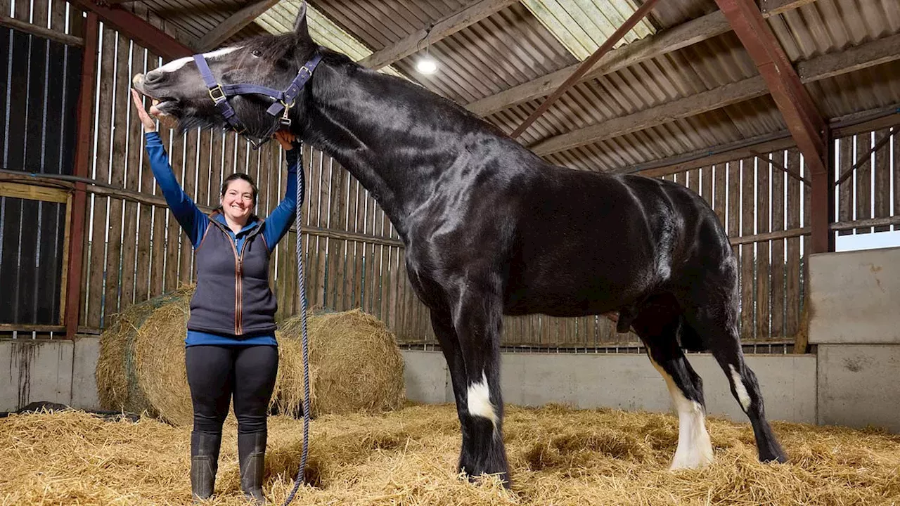 Giant Shire Horses and Massive Pony Collections: Britain's New Guinness World Record Duo