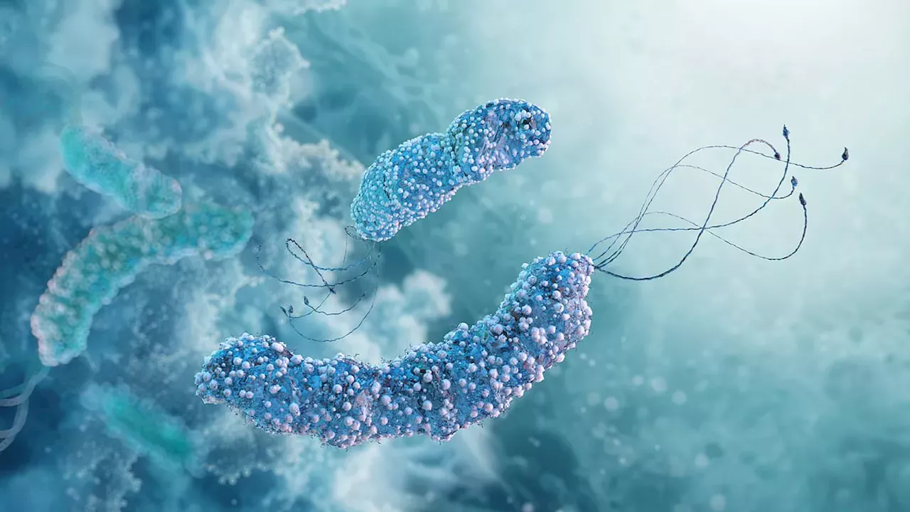 The H. pylori Link: Can Antibiotics Prevent a Wave of Bowel Cancer?