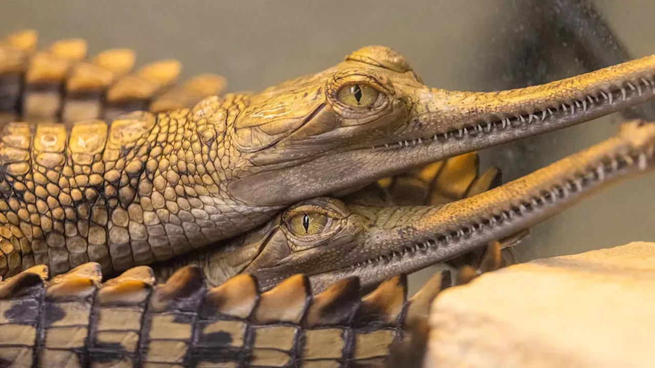 Fort Worth Zoo Celebrates Record Breaking Births of Eight Gharials, Continuing Its Four‑Year‑Long Success