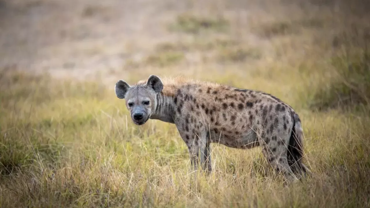 The Hidden Choreography: How GPS Data Rewrote the Lion-Hyena Rivalry