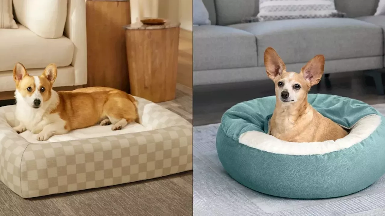 Beyond the Rug: Is Ruggable’s New Pet Bed Line a Game Changer for Dog Owners?