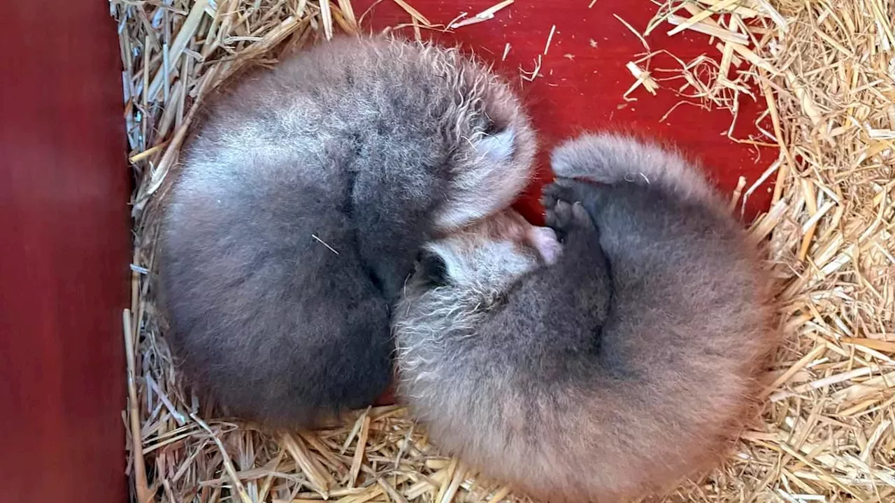 Tiny Twins, Big Stakes: ZSL Whipsnade Zoo Welcomes Rare Red Pandas