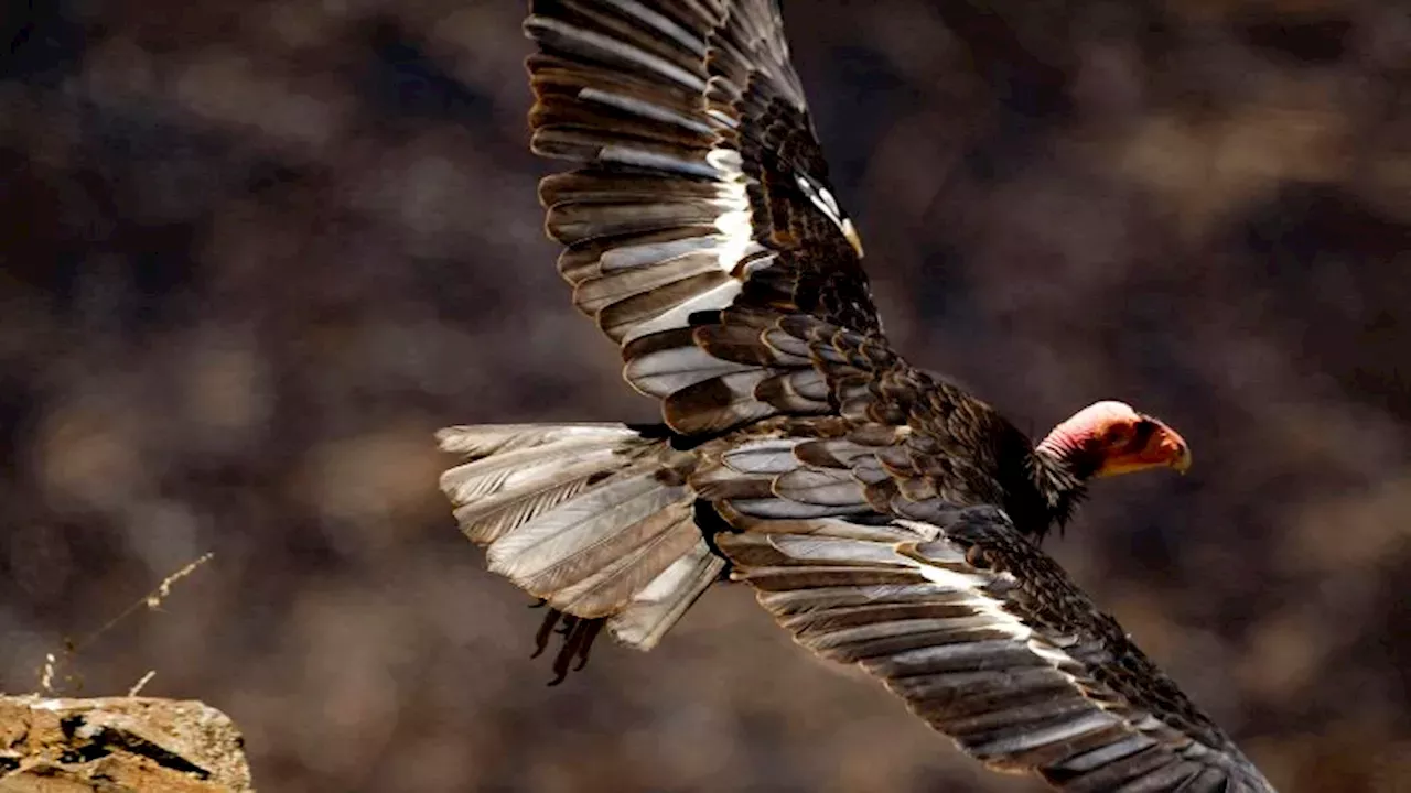 Battle in San Francisco: 20 States Challenge Trump's Endangered Species Act Rollbacks