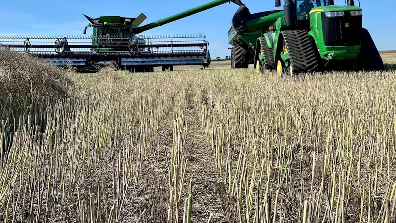 Rain-Sodden Fields: Saskatchewan's Harvest Crisis and the Cost of Delay