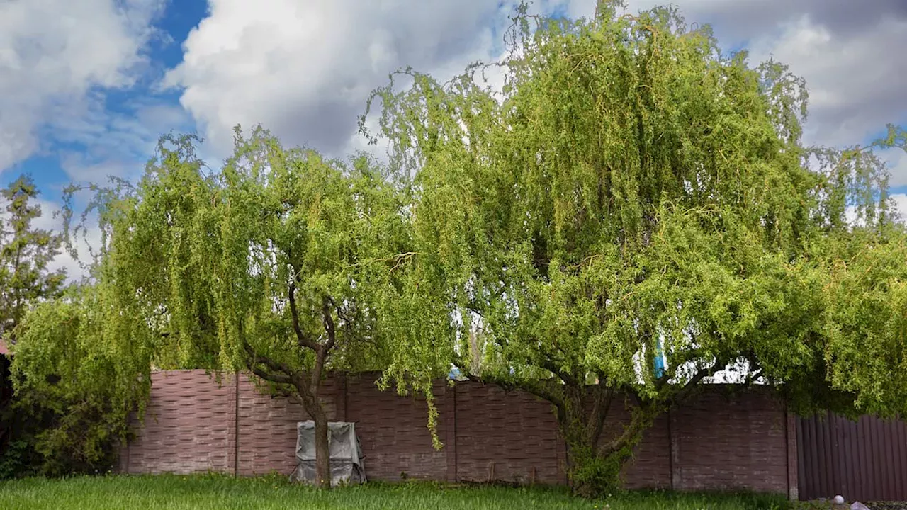 The Willow War: How Council Budget Gaps Leave Residents to Manage Overhanging Trees