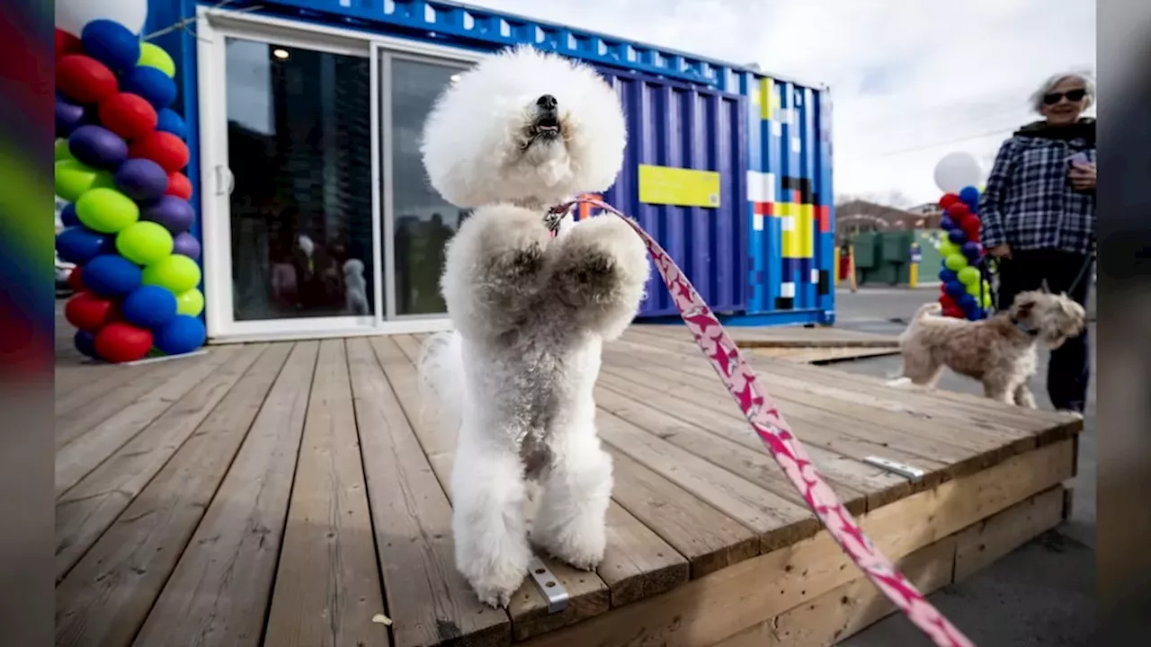 The Beagle's Farewell: Calgary's Culture District Seeks a New Dog Mayor