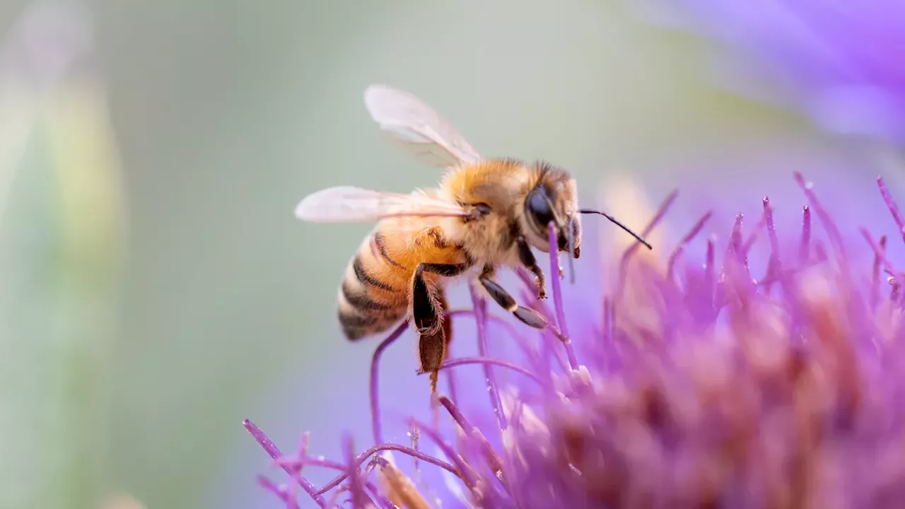 The Shade Trade-off: How Southern France's Solar Farms Repel Pollinators