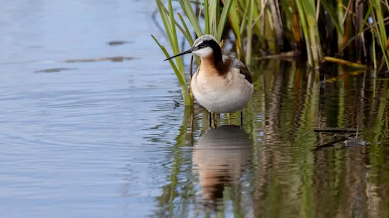 Alberta's Wetland Deregulation: A Win for Farmers, a Loss for the Prairies?
